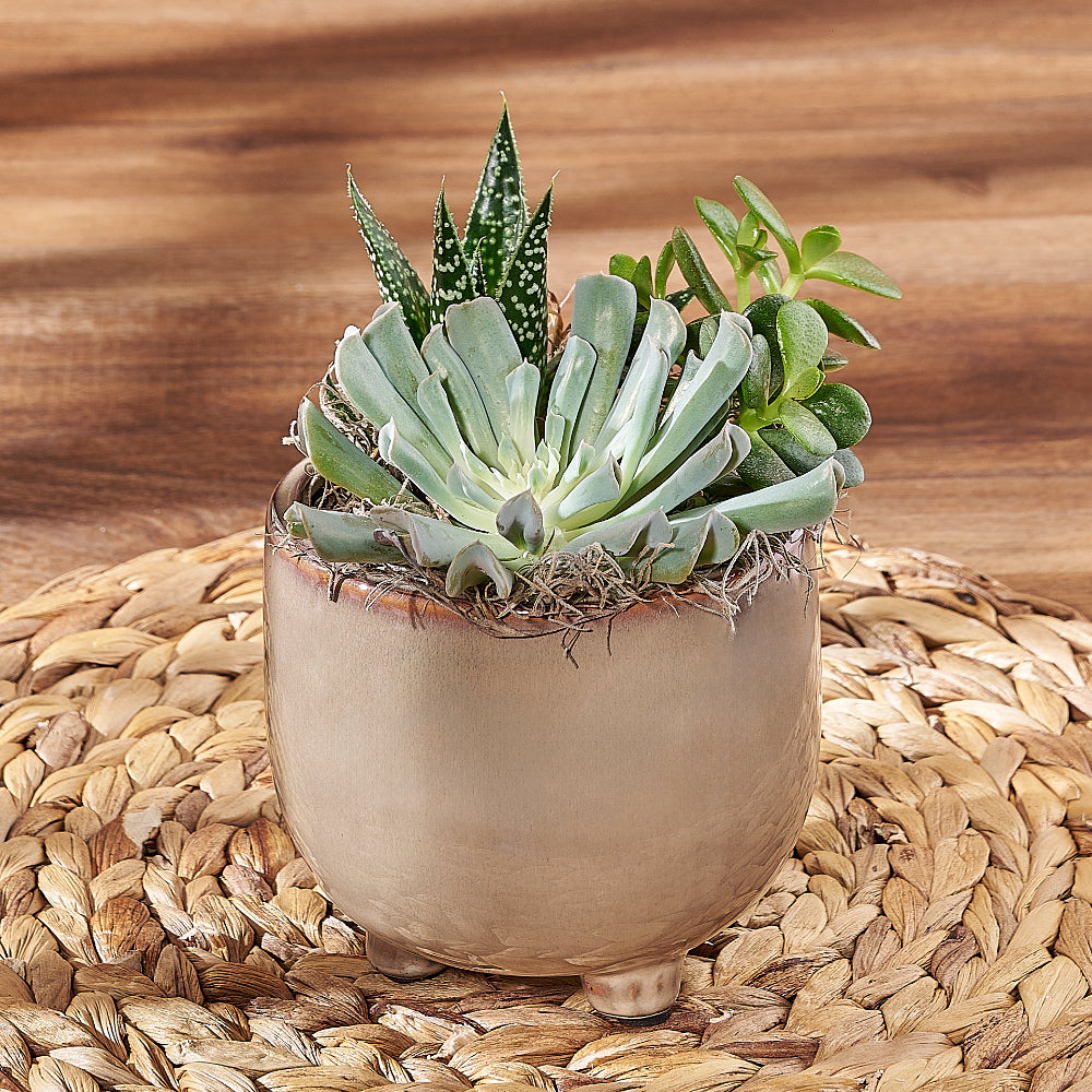 Potted Succulent Trio, plant gift, plant, succulent gift, succulent, California delivery