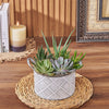 With the Generous Succulent Gift, enjoy a beautiful and vibrant plant gift that is sure to brighten up any space, California delivery