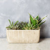 Indoor Succulent Garden from California Baskets -California Delivery