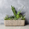 Little Oasis Succulent Garden from California Baskets - California Delivery