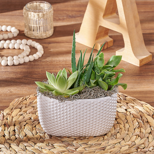 Little Oasis Succulent Garden, plant gift, plant, succulent gift, succulent, California delivery
