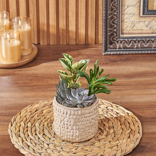 Natural Succulent Plant Gift, plant gift, plant, succulent gift, succulent, California delivery