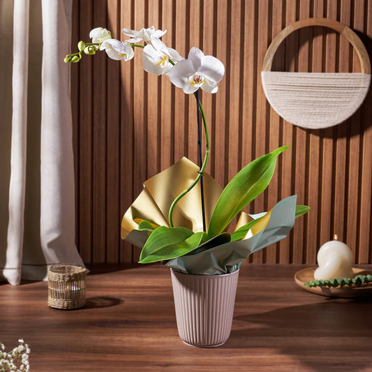 Pearl Essence Exotic Orchid Plant, plant gift, plant, flower gift, flower, orchid gift, orchid, California delivery