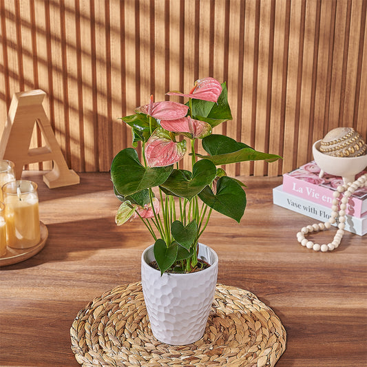 Pink Anthurium Plant, plant gift, plant, anthurium gift, anthurium, California delivery
