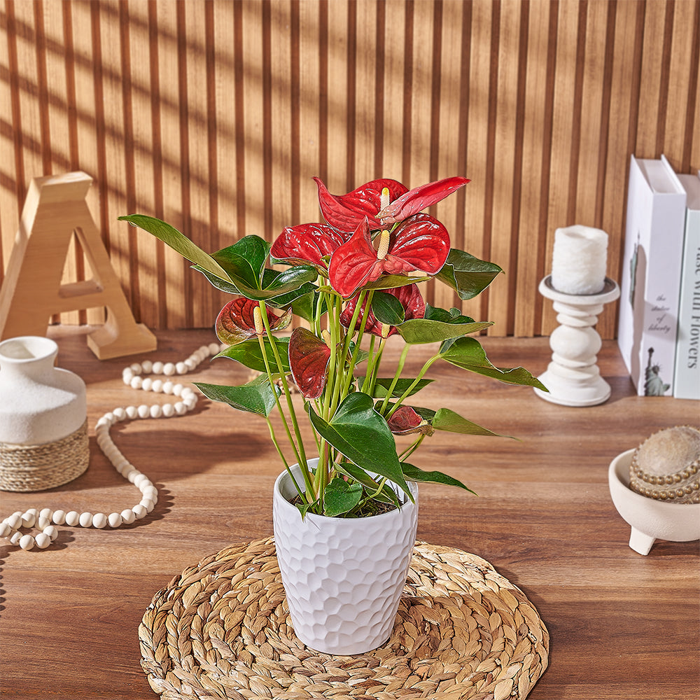 Potted Anthurium Plant, plant gift, plant, floral gift, floral, California delivery