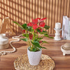 Potted Anthurium Plant, plant gift, plant, floral gift, floral, California delivery