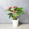 Potted Anthurium Plant from California Baskets - Plant Gift -California Delivery