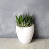 Potted Succulent Trio from California Baskets -California Delivery