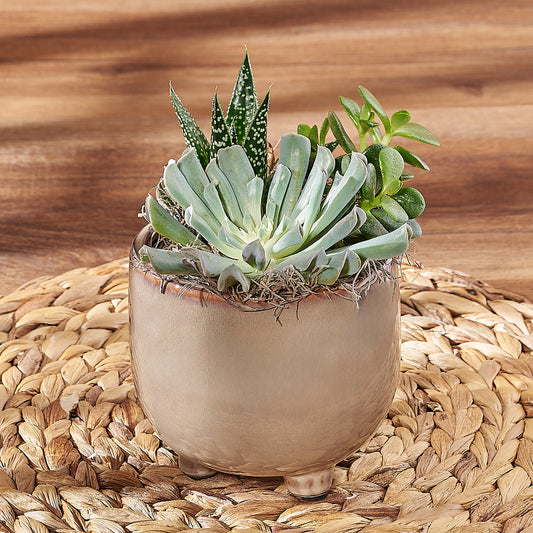 Potted Succulent Trio, plant gift, plant, succulent gift, succulent, California delivery