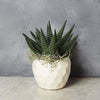 Potted Zebra Plant Succulent from California Baskets - California Delivery