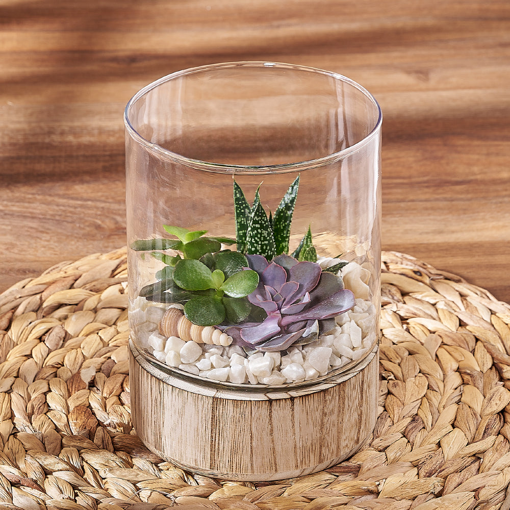 Succulent Garden Terrarium, plant gift, plant, succulent gift, succulent, California delivery