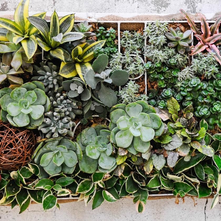 Succulents &amp; Cacti from California Baskets - Planter Gift - California Delivery