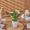 Send the White Anthurium Plant to anyone who loves a beautiful and natural plant gift, California delivery 