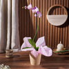 Wondrous Orchid Gift, orchid gift, orchid, plant gift, plant, flower gift, flower, California delivery